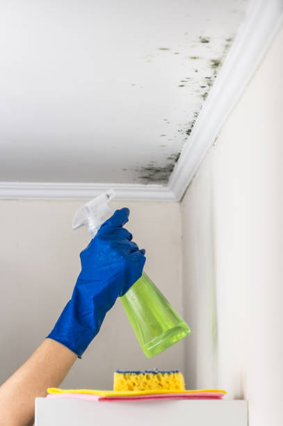 Best Real Estate Mold Inspection  in Flora, IN